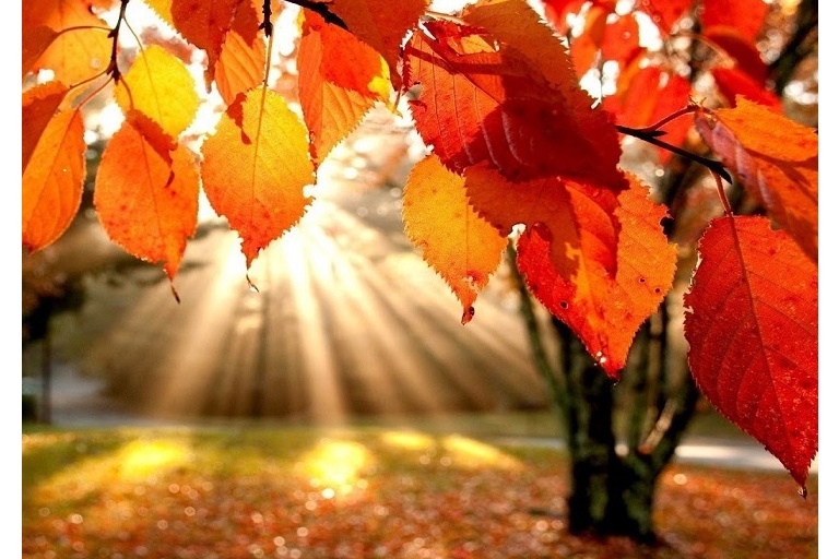 Podzim je za dveřmi - připravte se na boj se spadaným listím. - foto č. 1