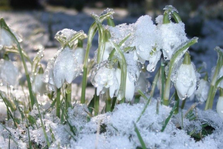 Zahrada v únoru: jaké práce vás čekají a jakou techniku použít - foto č. 1